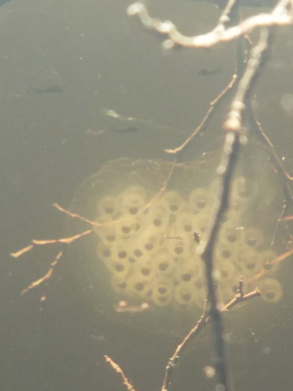 mass of spotted salamander eggs in vernal pond