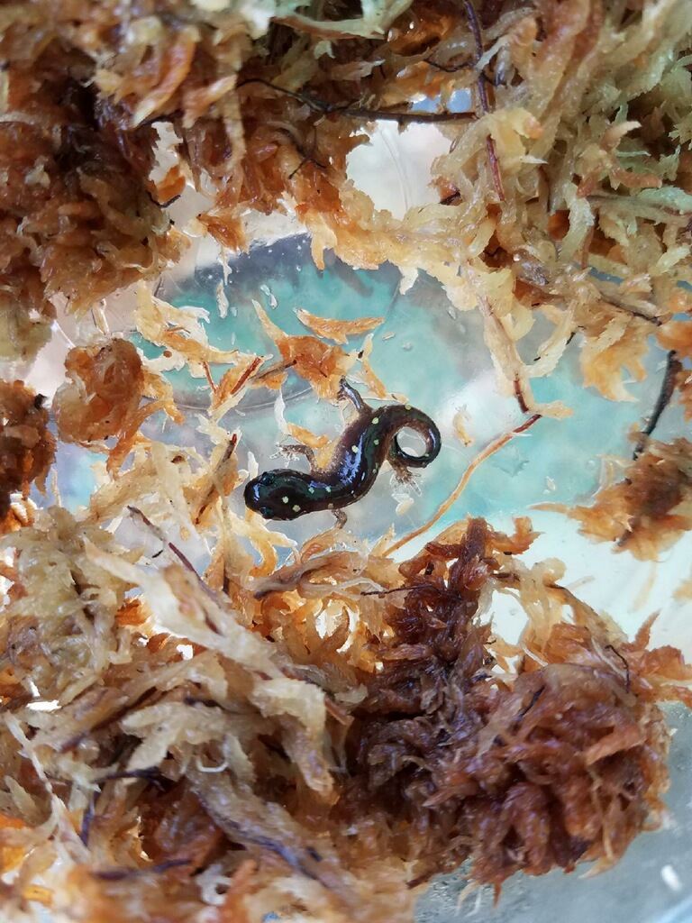 baby spotted salamander
