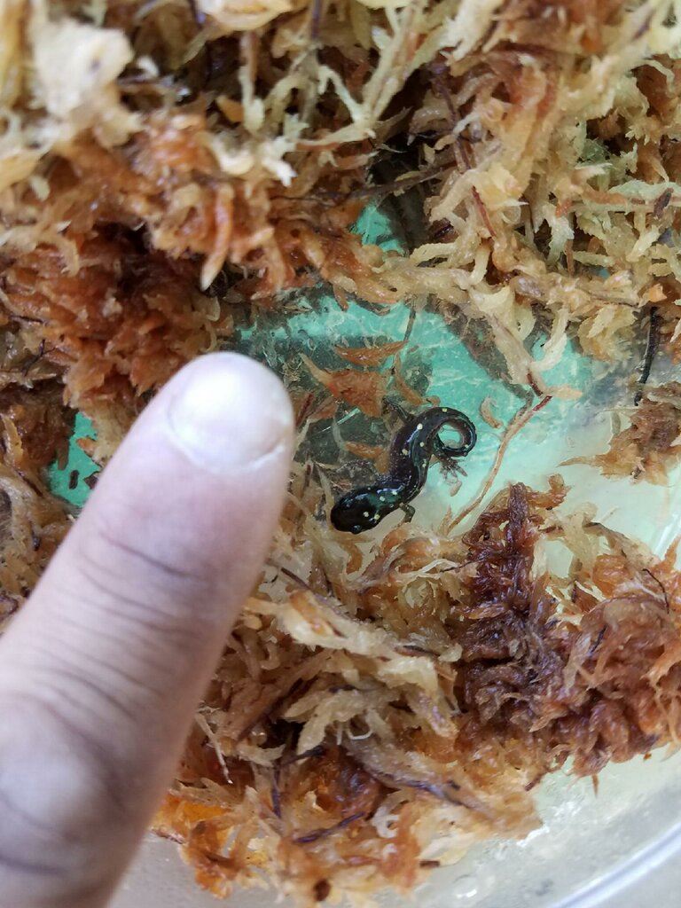 baby spotted salamander human finger
