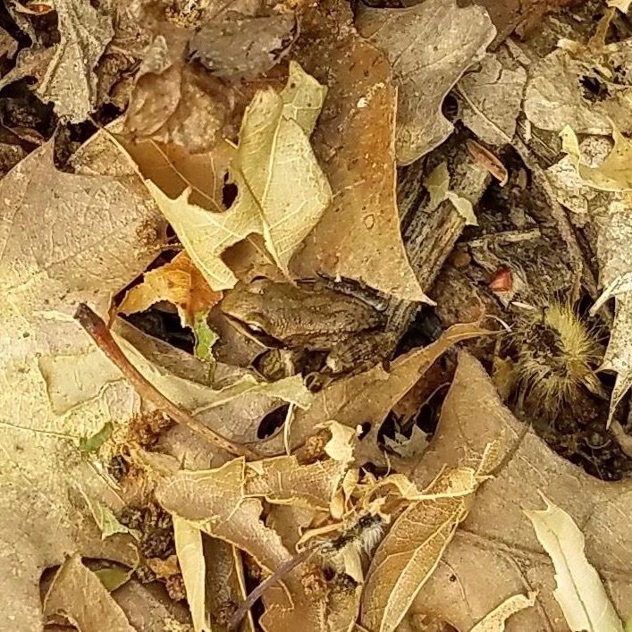 image of wood frog camouflaged
