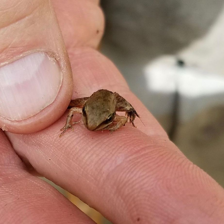 image of wood frog tiny little thing