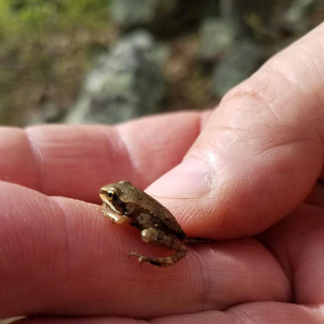image of wood frog on human fingers